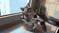 200w.gif