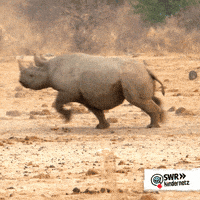 SWR-Kindernetz-welt-olli-ollis-wilde-lq4ZwdXew7fznx4MRZ