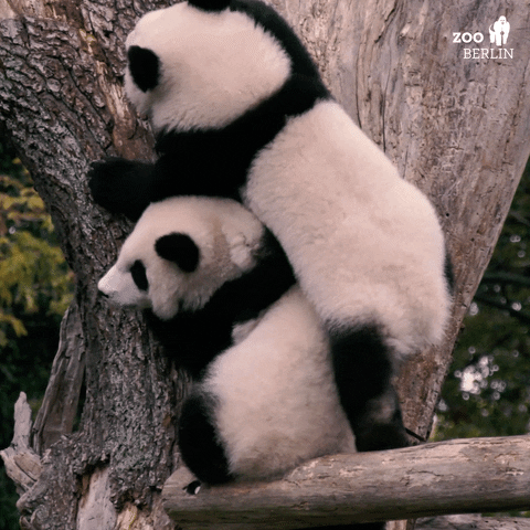 Wildlife gif. A panda climbs up the back of another and steps on its head as it scales a large tree.