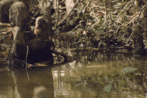 Mississippi Swamp Life GIF by Colsons Beer