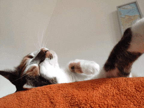 holisticdesign – Büro für visuelle Kommunikation cat cute cat funny cat instacat GIF