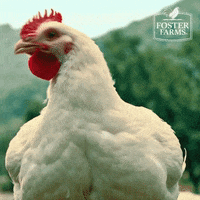 Happy Feeling Good GIF by Foster Farms