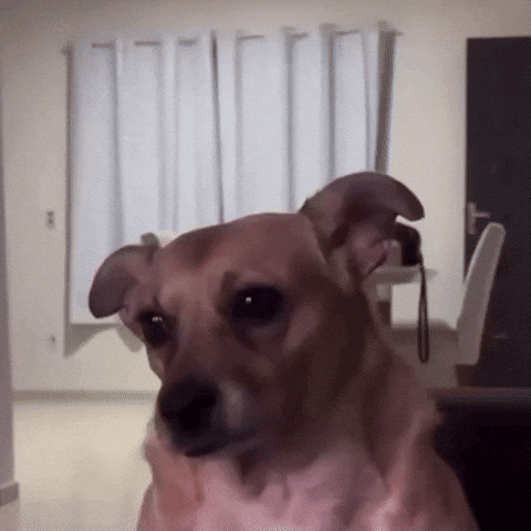Dog What GIF by lgcapucci