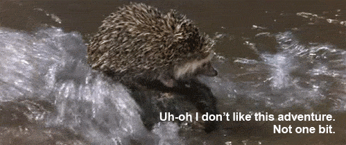 hedgehog