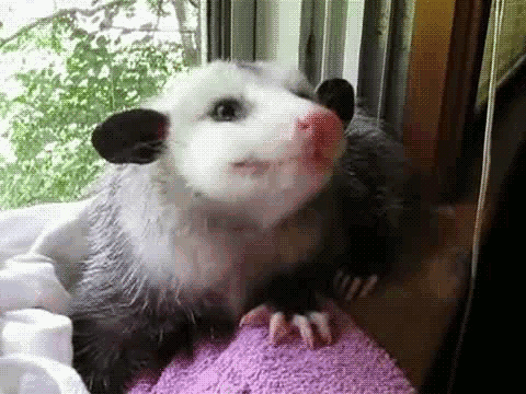 Opossums are cute!