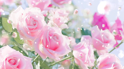 Flower aesthetic GIFs , Get the best GIF on GIPHY