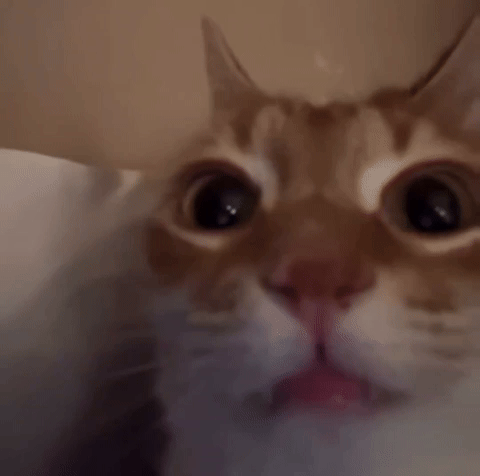 Cat GIF