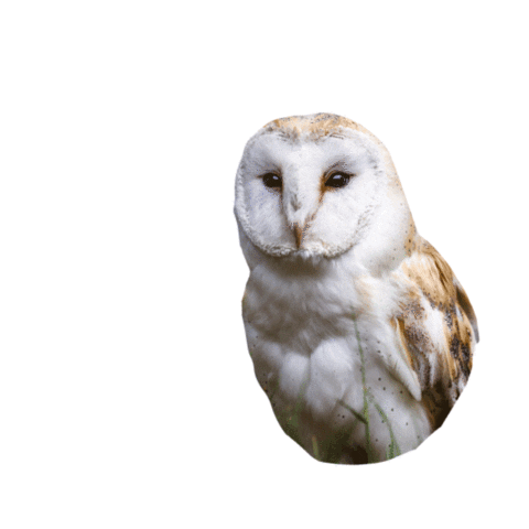 Mood Love Sticker by Nubika Formacion