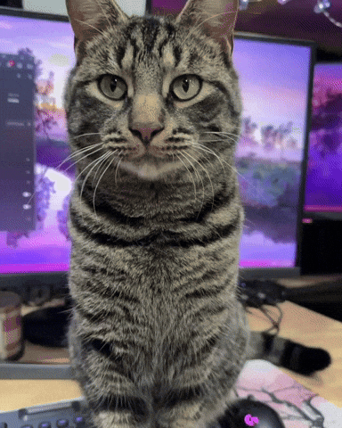 Cat Kitty GIF