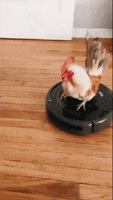 Vacuum Cleaner Robot GIF by Storyful