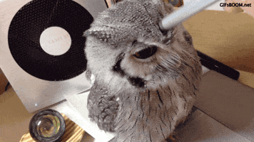 owl pen GIF