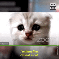 Cat Zoom GIF by NowThis