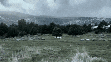fern  GIF