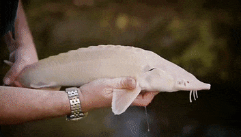 Real Caviar GIF