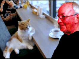 raymondbatsford cat GIF