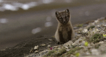 arctic fox GIF by Head Like an Orange