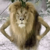 Lion Meme GIF