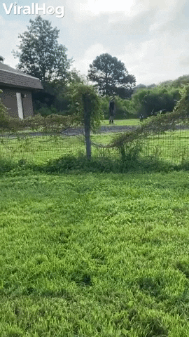 Blue Heeler Pup Cant See Fences GIF by ViralHog