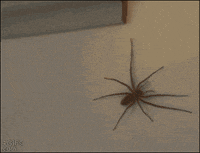 Jumping Spider Gif
