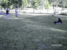 Kitty Feral Cat GIF