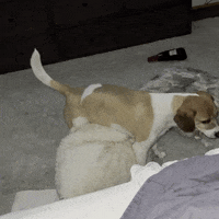 Dog-stepped-on-a-bee GIFs - Get the best GIF on GIPHY