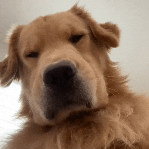 Tired Dog GIF