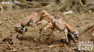 wildlife crab GIF by BBC Earth
