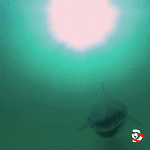Great White Swimming GIF by Shark Week
