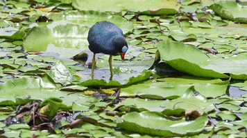 Dance Eating GIF by U.S. Fish and Wildlife Service
