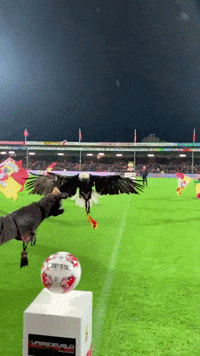 go-ahead-gae-eagles-m9dbr9U8v4eBQlSDA2
