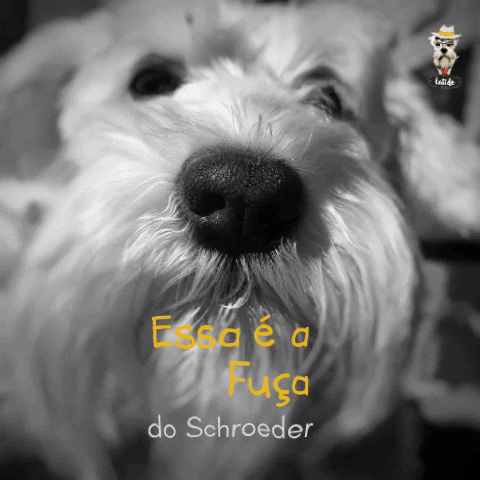 Latido Ale House GIF