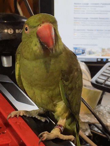 Wtf GIF