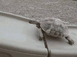 race turtles GIF