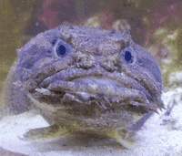Sad-fish GIFs - Get the best GIF on GIPHY