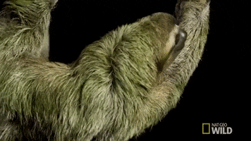 sloth GIF by Nat Geo Wild