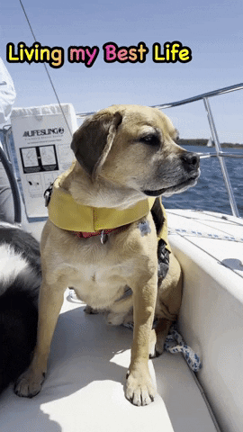 Dog GIF