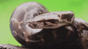 100.gif?cid=20e14a2aiw5j1ymu2itsh8oz5mfhf1cg90a2edj3c7bljeti&rid=100.gif