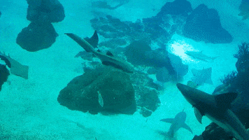 Ocean GIF