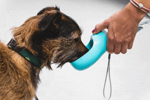 Dog GIF