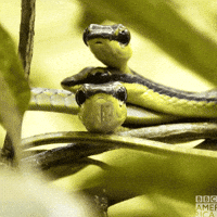 Cute-snake GIFs - Get the best GIF on GIPHY Cute-snake GIFs - Get the best GIF on GIPHY