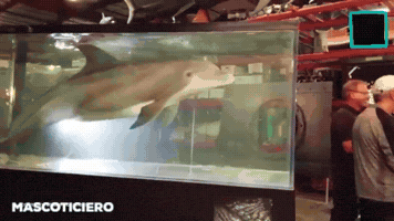 Robot Delfin GIF