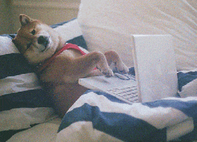 Video gif. A Shiba Inu is flopped on a sofa, leaned up on a pillow and under a blanket. A laptop rests on his lap and he flops his paws over the keyboard like he’s typing. He doesn't look at the laptop screen though and just looks at us with a lazy expression.
