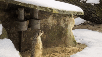 allwetterzoo GIF