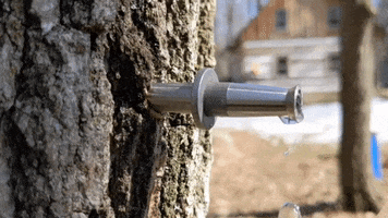 Tapping Maple Syrup GIF by Riveredge Nature Center