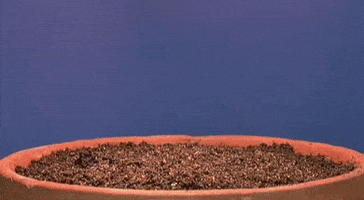 Seeds Growing GIFs - Get the best GIF on GIPHY