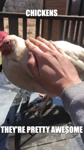 Birds Chickens GIF by Real Food RN