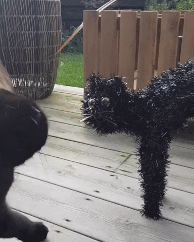 Black Cat Halloween GIF by Storyful