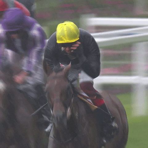 come on win GIF by World Horse Racing