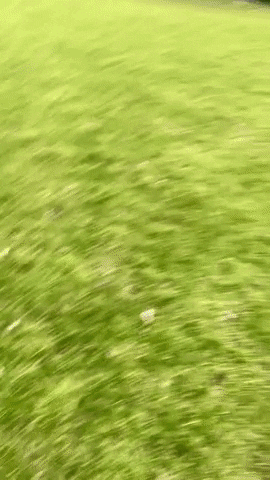 Catch Throw GIF by TV Verl - Ultimate Frisbee