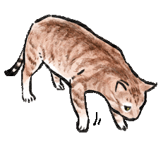 Cats Diss Sticker
